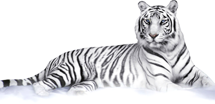 White Tiger Wellness tiger